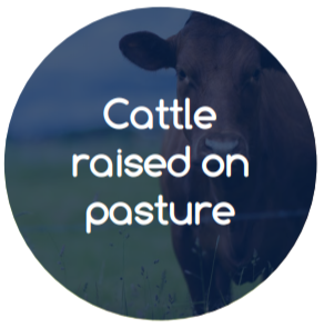 cattle raised on posture