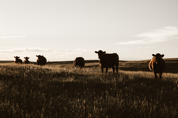 Regenerative Agriculture – Rebuilding Soil With Mob Grazing