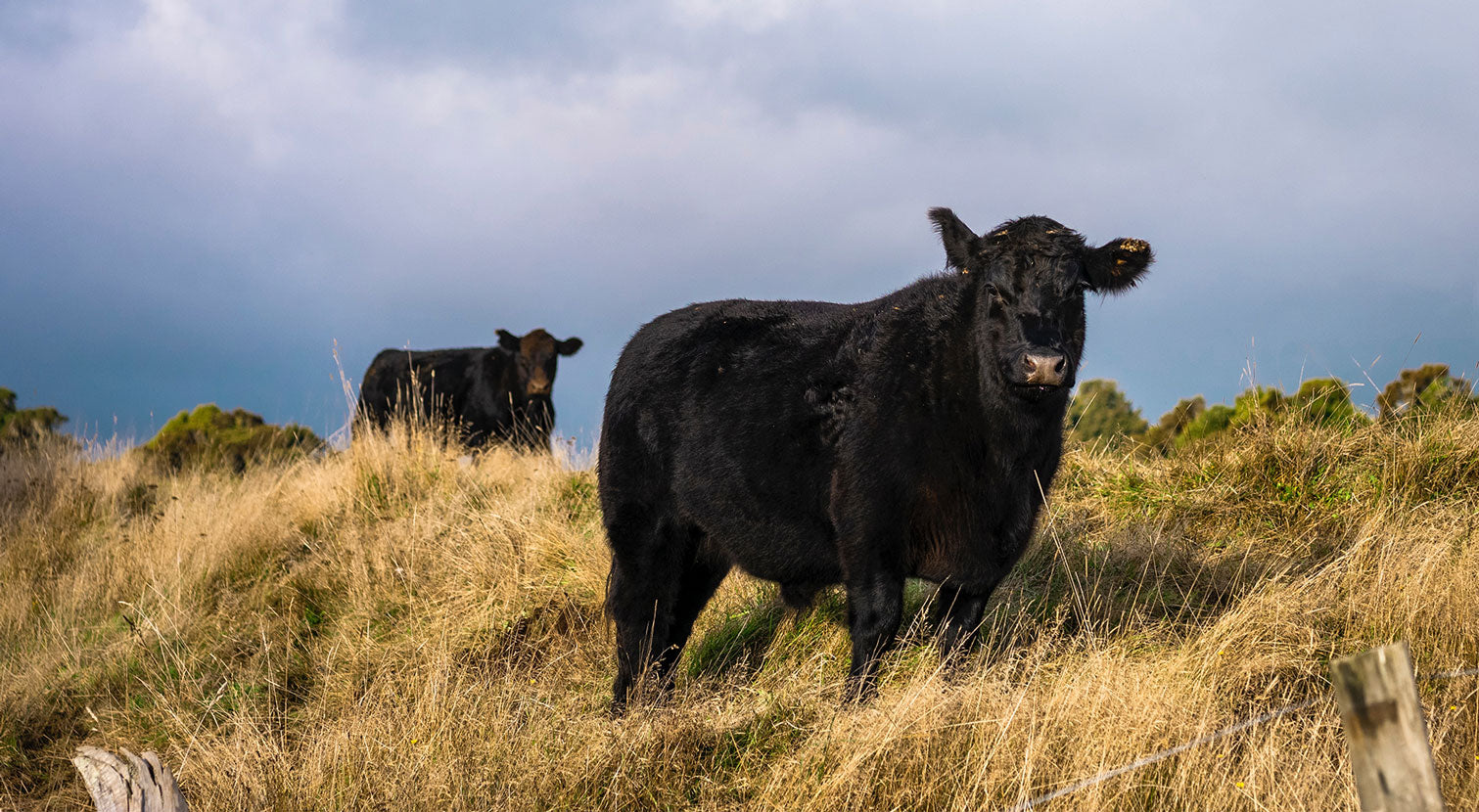 Why Grass Fed Beef?